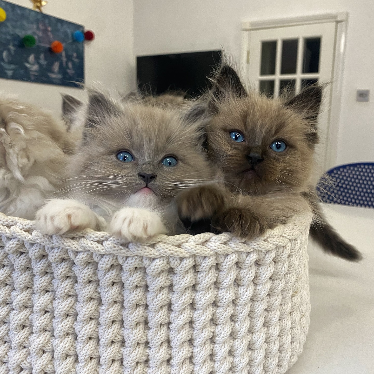 WhatsApp Image 2024-12-23 at 23.43.31