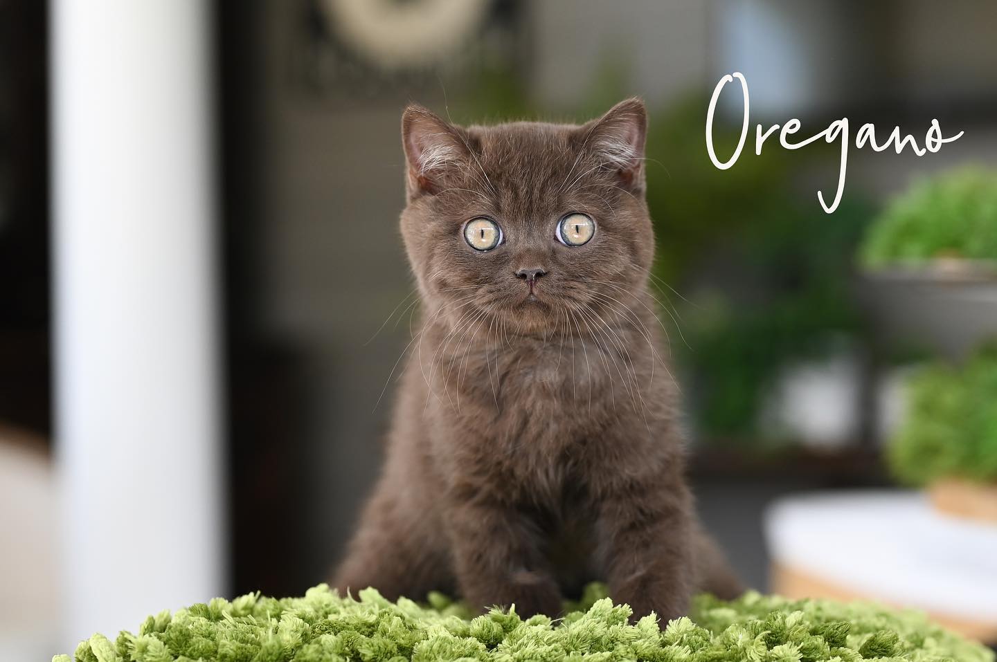 WhatsApp Image 2024-12-23 at 23.43.32