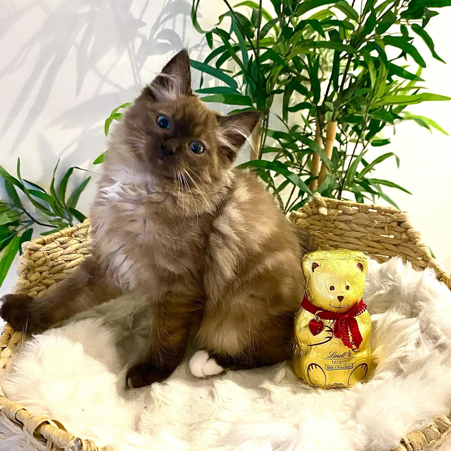 WhatsApp Image 2024-12-23 at 23.43.36 – Copy